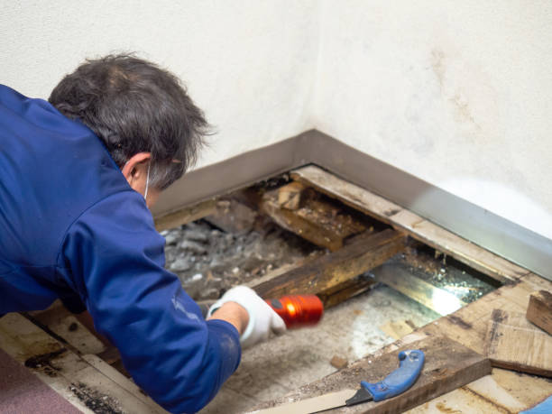 Best Health and Safety Mold Remediation in Oak Hill, WV