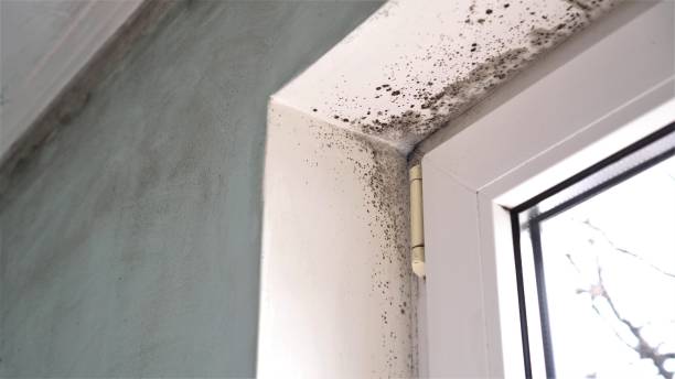Best Post-Flood Mold Remediation in Oak Hill, WV