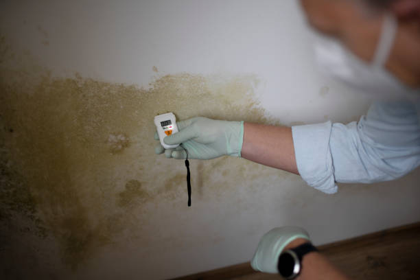 Best Localized Mold Remediation (e.g., coastal areas, humid climates) in Oak Hill, WV
