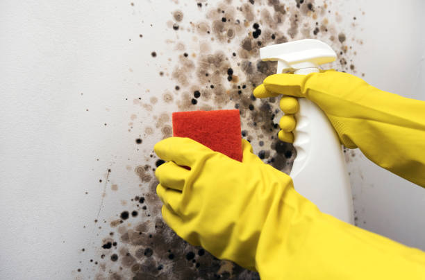 Best Commercial Mold Remediation in Oak Hill, WV