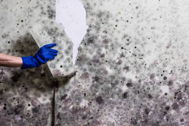 Best Basement Mold Remediation in Oak Hill, WV