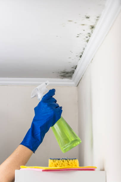 Best HVAC Mold Remediation in Oak Hill, WV